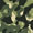 Camuflado